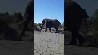 ELEPHANT PASSING NEXT TO ME AT A CAMP IN Chobe Nationa park Botswana.