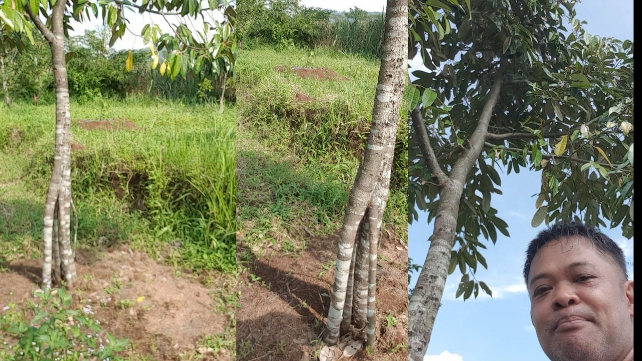 DURIAN GRAfTING to Propagandations/TOPWORKING/TREE/PLANT/AIRLAYER MULTI ROOTS
