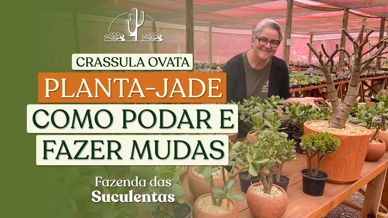 PLANTA-JADE: COMO PODAR E FAZER MUDAS