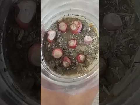 Video: Cara menanam bawang putih: cadangan