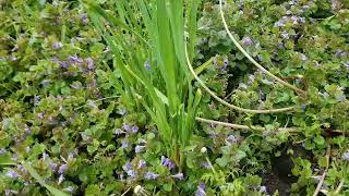 Identifying Wild Onions Profile