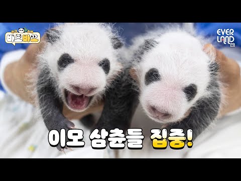 👀 | #바오바오 EP.4 <strong>쌍둥이를</strong> 구별해요✎ | 에버랜드 판다월드