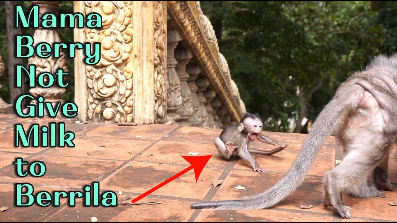 Mama Monkey Berry Ref-use to Give Milk to Berrila today