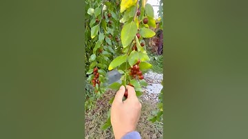 Harvesting ripe jujube fruits directly from tree branches