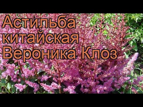 Видео: Астилбаг хэзээ шилжүүлэн суулгах вэ? Астилба зун, хавар, намрын улиралд өөр газар шилжүүлэн суулгах журам, астилба цэцэглэх шилжүүлэн суулгах хугацаа