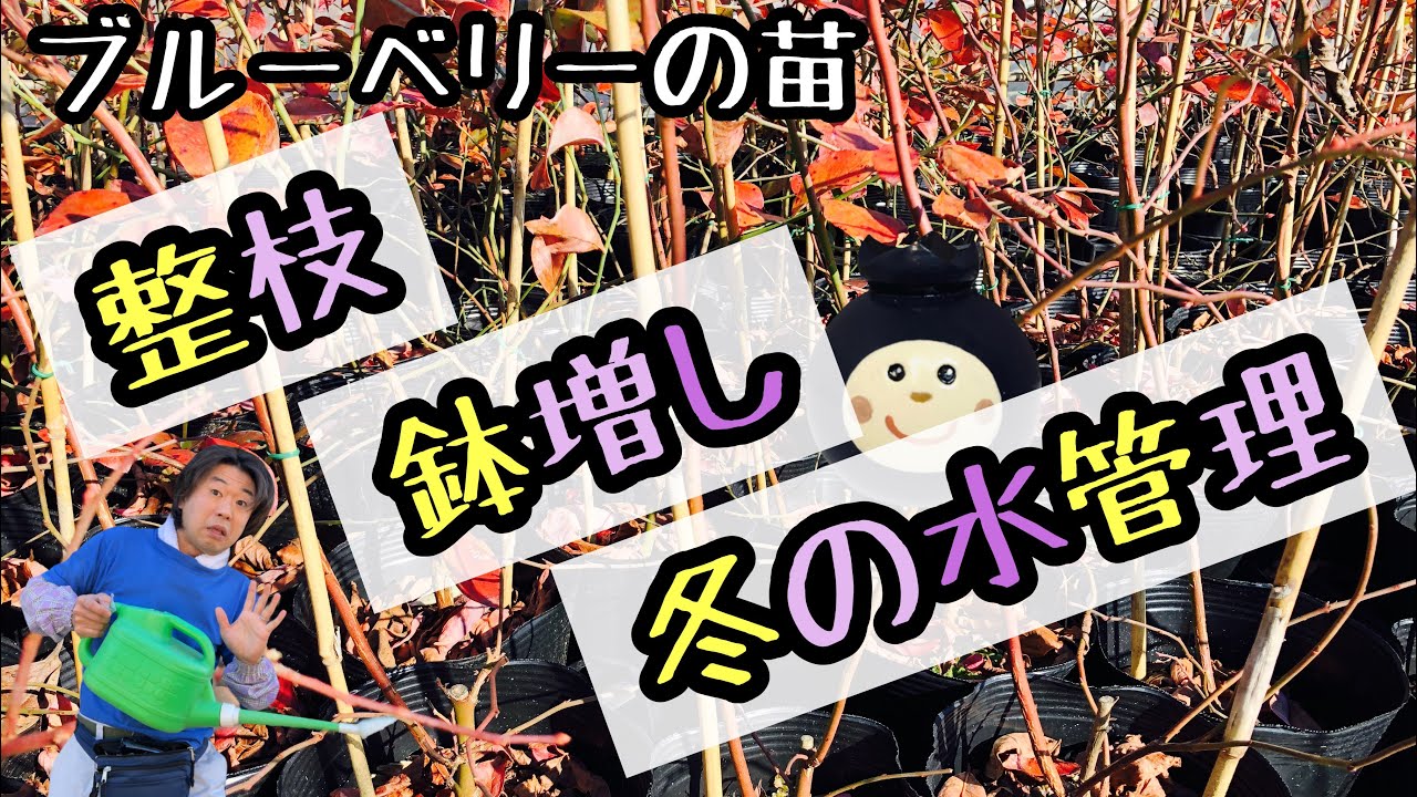 ★ブルーベリー苗★整枝 鉢増し 冬の水管理