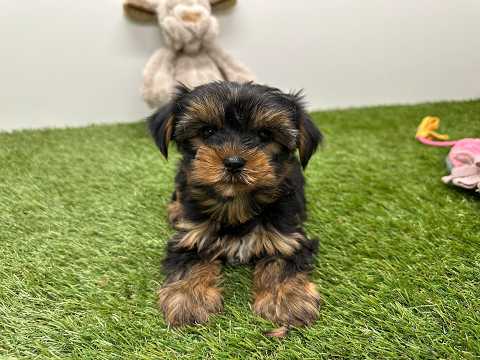 Video van Yorkshire Terrier Male Noir et feu - PUP-ID 010725241 | Dierenhof Debrabandere