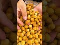 ✨ Nature's Finest Dry Fruits 🌰 | Handpicked Hazelnuts &amp; Pine Nuts You Must Try.
