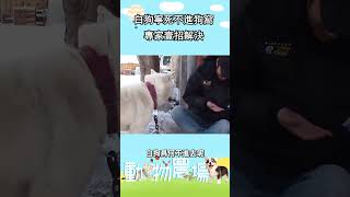 白狗寧死不進狗窩  專家壹招解決       #寵物 #動物 #可愛