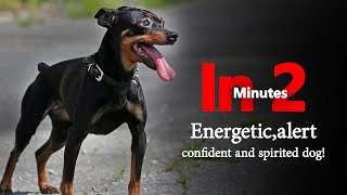 Miniature Pinscher  In 2 Minutes! Energetic, alert, confident and spirited dog!