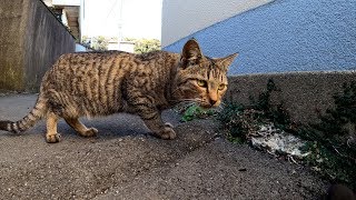 喧嘩をして穴に逃げ込む猫