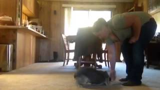 Meet Moxie A German Shepherd Currently Available For Adoption At Petango 6242015 123452 Pm