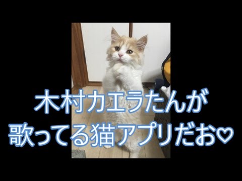 神スマホアプリ♬おれ、ねこ（レイ編）思い出ぽん！子猫動画 (木村カエラ)