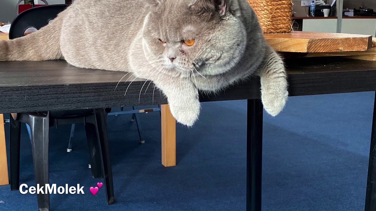 Kucing BSH Malaysia Official