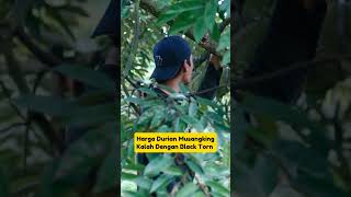 Harga Durian MUSANGKING Kalah Dengan BLACK THORN #musangking #blackthorn #darinol