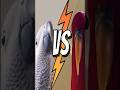 Red Bird vs White Bird | Apple vs Samsung | What did you say? meme | Ultra short