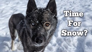Are the Dogs Prepared for Snowmageddon?