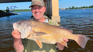 Bang the Drum All Day - Quest Ep. 31: Sheephead/Gaspergoo/Freshwater Drum (Aplodinotus grunniens)