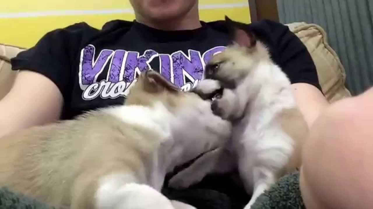 Puppy fight YouTube