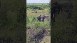 🐘 Elephants Visit Little Zebra River East! 🐘 #Wildlife #Safari