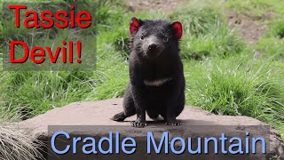 Wombats, Quolls, Wallabies, and Tasmanian Devils! Cradle Mountain, Tasmania
