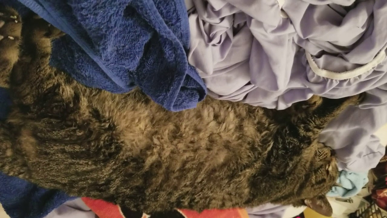 Simba is sick! 20 yr old cat gets put down! - YouTube