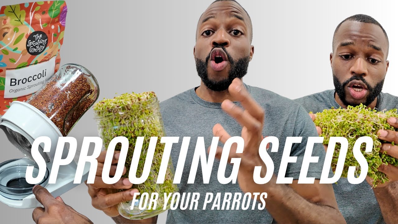 How to Grow Sprouts for Parrots and People (Step-by-Step Guide)