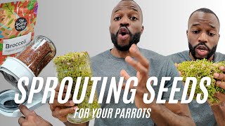 How To Grow Sprouts For Parrots And People Step-By-Step Guide