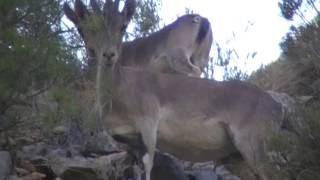 bogarra 2016 ciervos en la hoz 1