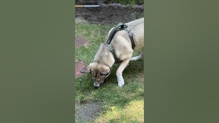 I’m not a coyote, I’m a wolf #germanshepherd