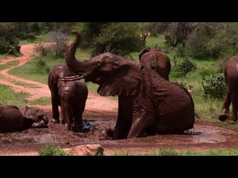 Dedicata agli elefanti la Giornata mondiale della natura 2016