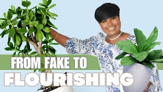 From Fake To Flourishing!  How I Am Transitioning from Fake to all Real Plants In My Home