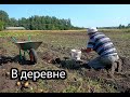 Жизнь в деревне. Копаем картошку. Убираем помидоры. Пришла серебряная кнопка ютуба.