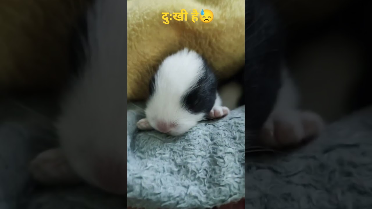 yt viral shor#adoreble #bunny #cute