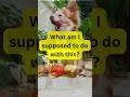 What Dogs Say Without Saying Anything