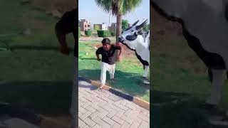 Anaya Ka     nemi Shorts