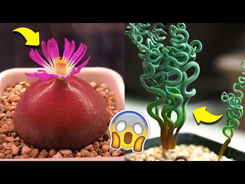 Vídeo: O que é uma planta de trachyandra: informações sobre plantas de trachyandra
