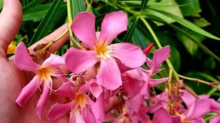 ❄🌺TOXIC BEAUTY! GROWING OLEANDER & COLD CLIMATE CARE | COLD HARDY?