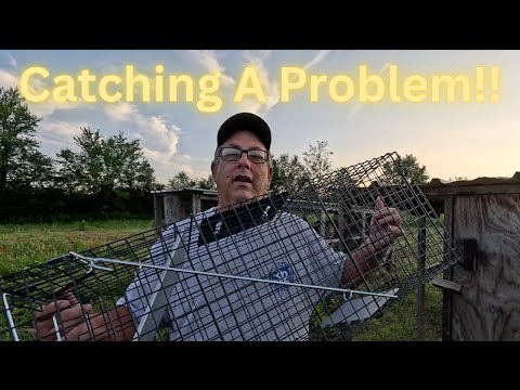 We Caught a