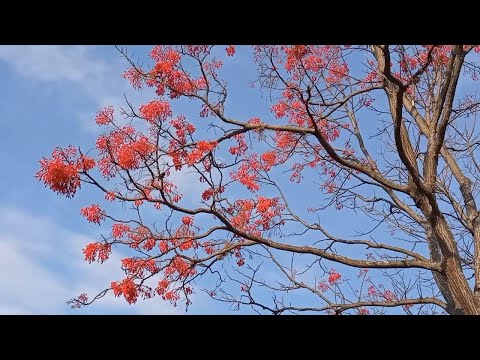 Vídeo: O que é uma árvore de coral - Como cultivar árvores de coral