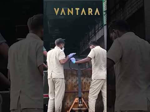Vantara Protects Wildlife Without Delay CareInAction AnantDadaEra AnantAmbani 