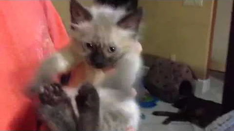 Watch the video about Siamese kitten Hemingway mix dancing kitten so cute