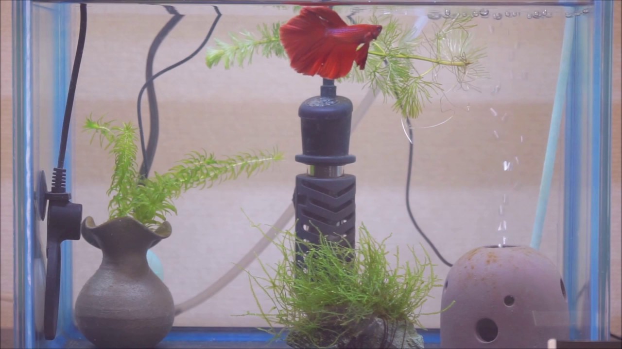 30cm水槽にてベタの定点動画 Gex Power X 30使用時 Youtube