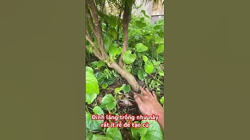 Đinh lăng trồng như này rất ít rễ để tạo củ! #cayhoaquanhnha