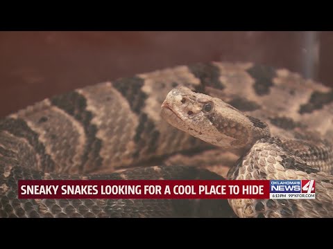 Snakes out of sight, not out of mind in Oklahoma heat