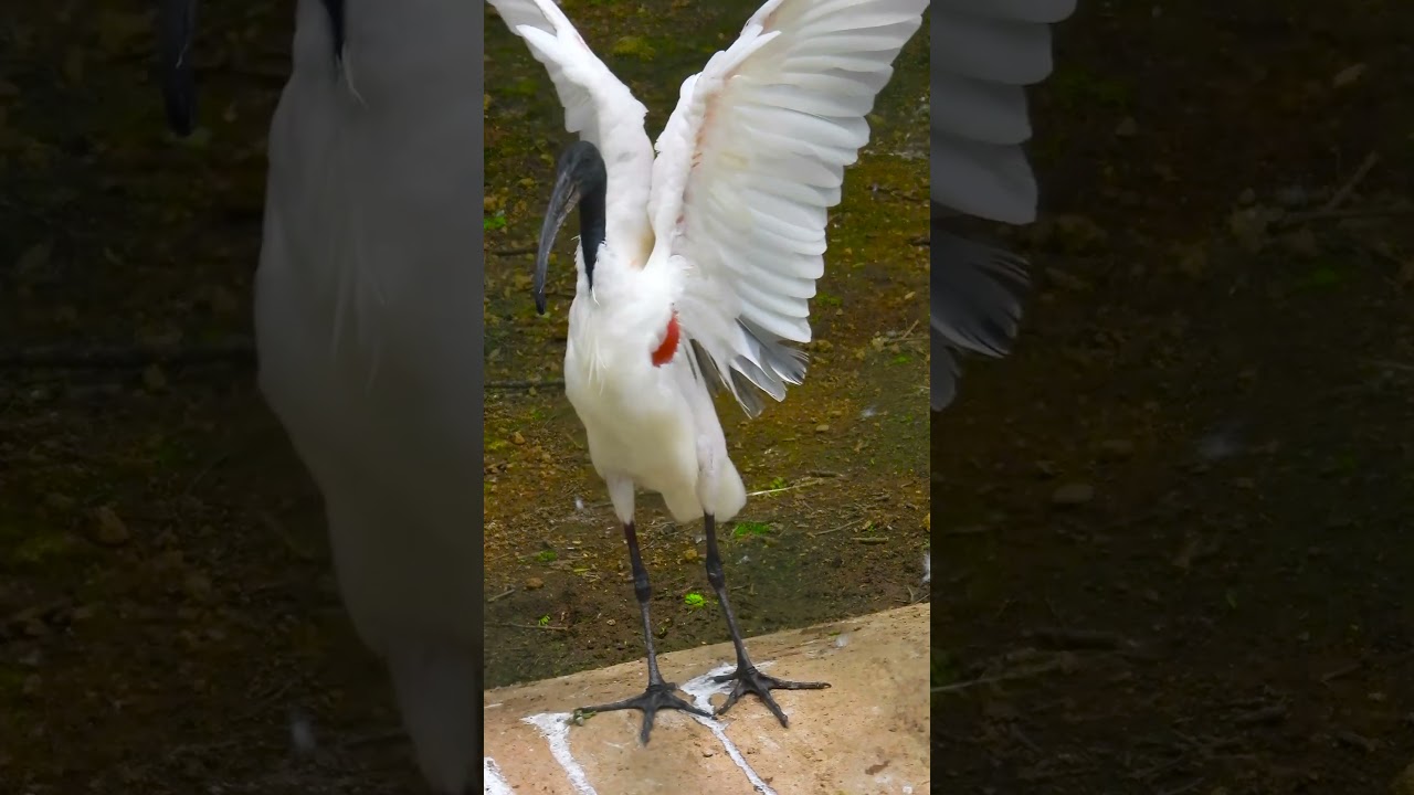 Where to Find Black-headed Ibis: A Guide to Their Habitat