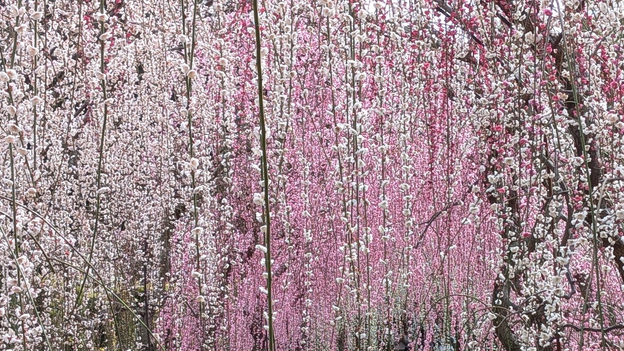 大草山昇竜しだれ梅園　Ookusayama Shoryu Weeping Plum Garden