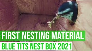 HOW TO KNOW NESTING IS ABOUT TO BEGIN ! FIRST NESTING MATERIAL /Blue tit nest box 2021