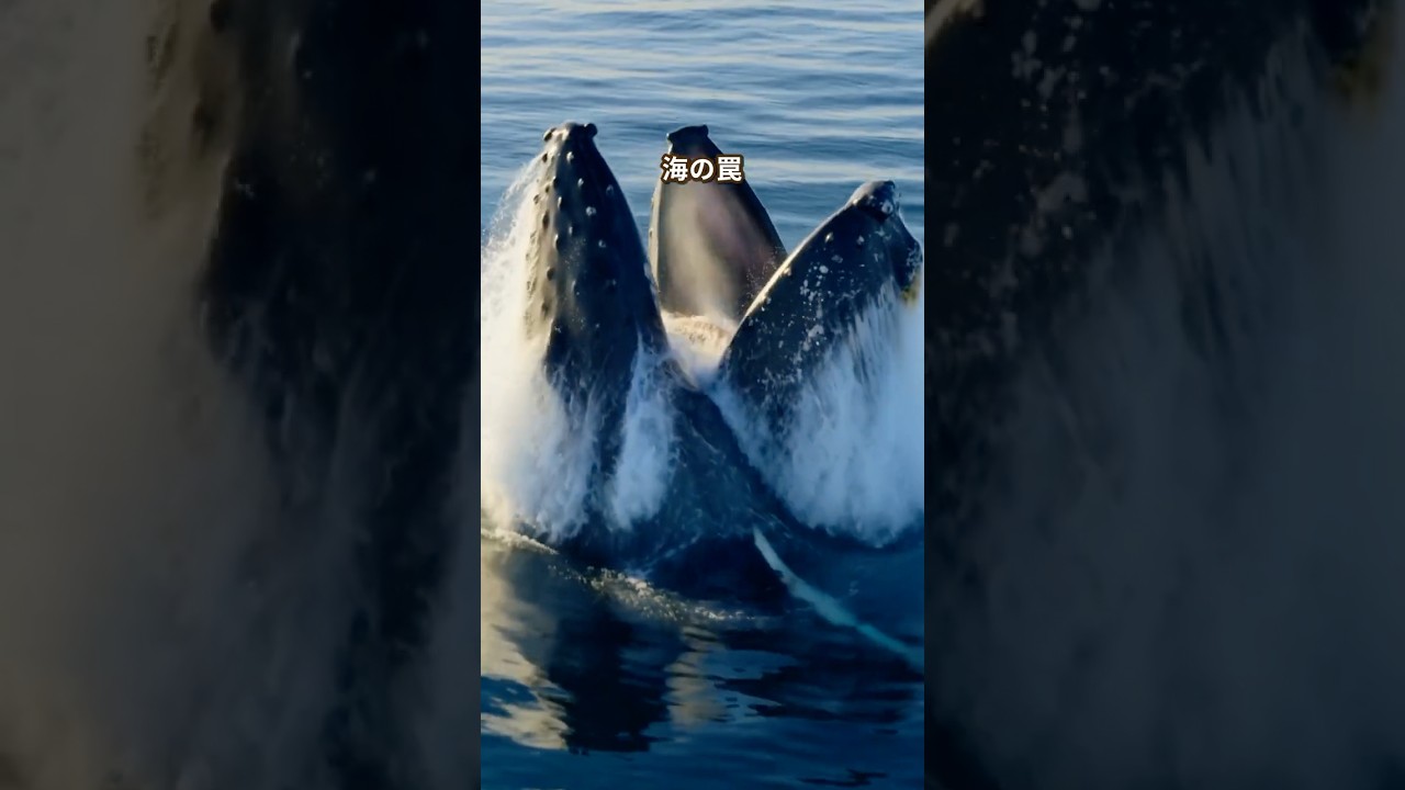 驚き】クジラが“泡の網”で魚を一網打尽。海の知恵 #shorts - YouTube