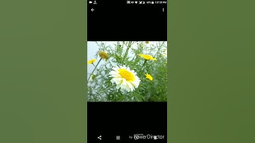 MI A1 Google lens use